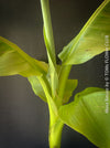 Hardy garden banana Musa basjoo with large green tropical leaves in outdoor setting for sale at TOMs FLOWer CLUB. 