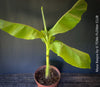 Hardy garden banana Musa basjoo with large green tropical leaves in outdoor setting for sale at TOMs FLOWer CLUB. 