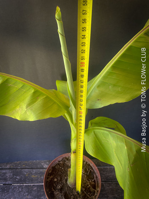 Hardy garden banana Musa basjoo with large green tropical leaves in outdoor setting for sale at TOMs FLOWer CLUB. 