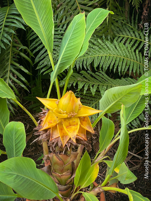 Musella Lasiocarpa, Chinese Banana, Golden Lotus Banana, yellow flowering, organically grown tropical plants for sale at TOMs FLOWer CLUB