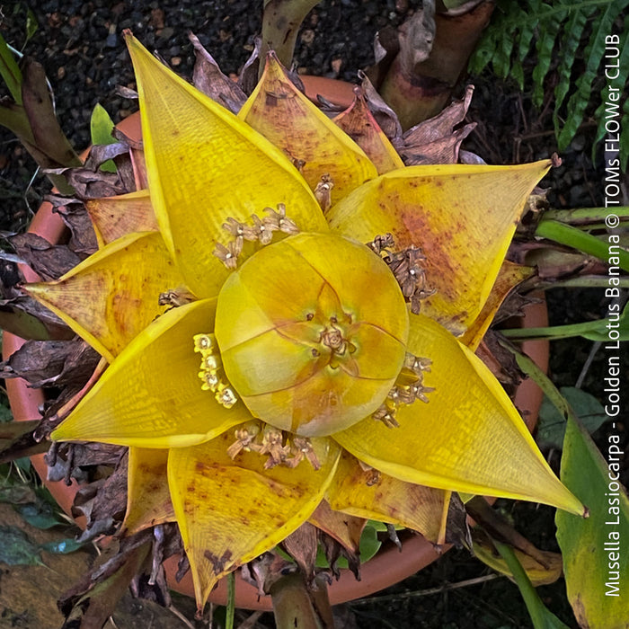 Musella Lasiocarpa, Chinese Banana, Golden Lotus Banana, yellow flowering, organically grown tropical plants for sale at TOMs FLOWer CLUB