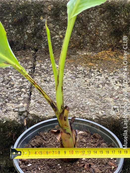 Musella Lasiocarpa, Chinese Banana, Golden Lotus Banana, yellow flowering, organically grown tropical plants for sale at TOMs FLOWer CLUB