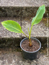 Musella Lasiocarpa, Chinese Banana, Golden Lotus Banana, yellow flowering, organically grown tropical plants for sale at TOMs FLOWer CLUB