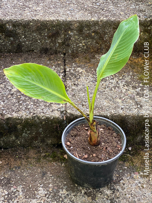 Musella Lasiocarpa, Chinese Banana, Golden Lotus Banana, yellow flowering, organically grown tropical plants for sale at TOMs FLOWer CLUB