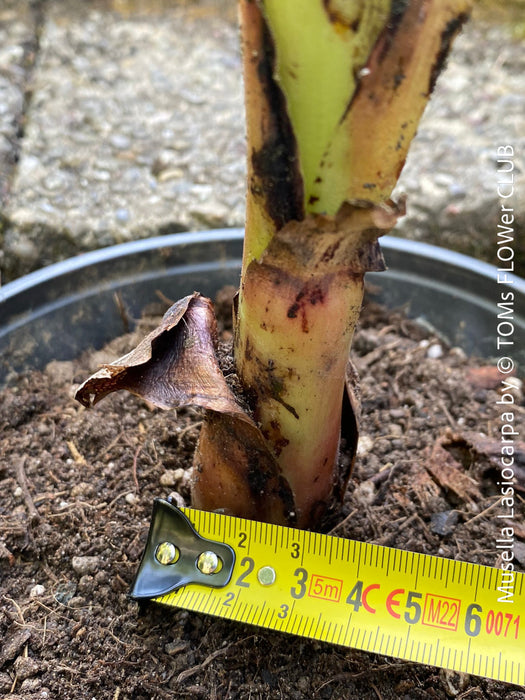 Musella Lasiocarpa, Chinese Banana, Golden Lotus Banana, yellow flowering, organically grown tropical plants for sale at TOMs FLOWer CLUB