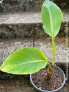 Musella Lasiocarpa, Chinese Banana, Golden Lotus Banana, yellow flowering, organically grown tropical plants for sale at TOMs FLOWer CLUB