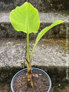 Musella Lasiocarpa, Chinese Banana, Golden Lotus Banana, yellow flowering, organically grown tropical plants for sale at TOMs FLOWer CLUB