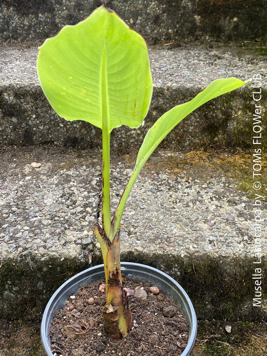 Musella Lasiocarpa, Chinese Banana, Golden Lotus Banana, yellow flowering, organically grown tropical plants for sale at TOMs FLOWer CLUB