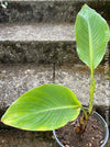 Musella Lasiocarpa, Chinese Banana, Golden Lotus Banana, yellow flowering, organically grown tropical plants for sale at TOMs FLOWer CLUB