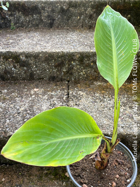 Musella Lasiocarpa, Chinese Banana, Golden Lotus Banana, yellow flowering, organically grown tropical plants for sale at TOMs FLOWer CLUB