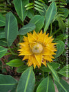 Musella Lasiocarpa, Chinese Banana, Golden Lotus Banana, yellow flowering, organically grown tropical plants for sale at TOMs FLOWer CLUB