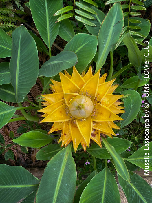 Musella Lasiocarpa, Chinese Banana, Golden Lotus Banana, yellow flowering, organically grown tropical plants for sale at TOMs FLOWer CLUB