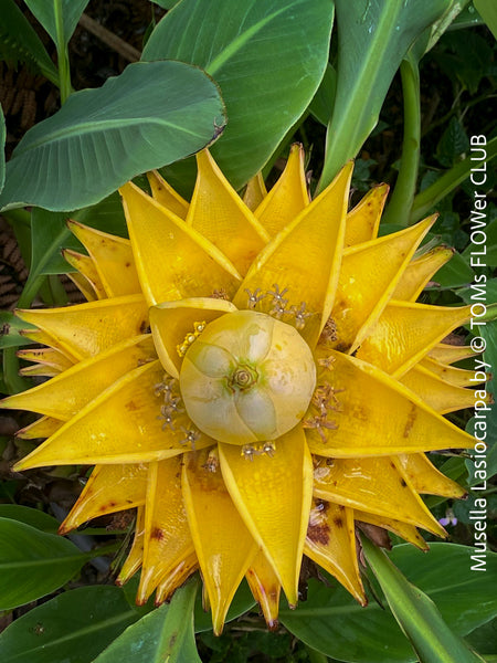 Musella Lasiocarpa, Chinese Banana, Golden Lotus Banana, yellow flowering, organically grown tropical plants for sale at TOMs FLOWer CLUB