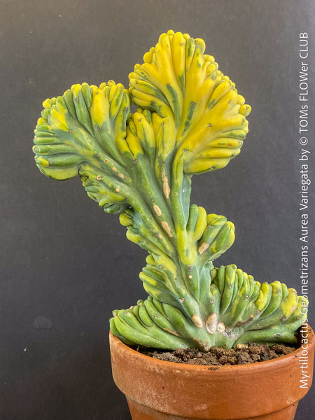 Myrtillocactus Geometrizans Aurea Variegata, organically grown succulent plants for sale at TOMs FLOWer CLUB Myrtillocactus Geometrizans Cristata Crested Blue Myrtle Cactus Rare cactus varieties Succulent plants Ornamental cactus Cactus for indoor gardening Unusual cactus shapes How to care for Myrtillocactus Geometrizans Cristata Growing cacti Desert plants.