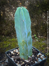 Myrtillocactus Geometrizans Blue, cutting, organically grown succulent plants for sale at TOMs FLOWer CLUB. 