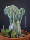 Myrtillocactus Geometrizans Cristata Blue, organically grown succulent plants for sale at TOMs FLOWer CLUB Myrtillocactus Geometrizans Cristata Crested Blue Myrtle Cactus Rare cactus varieties Succulent plants Ornamental cactus Cactus for indoor gardening Unusual cactus shapes How to care for Myrtillocactus Geometrizans Cristata Growing cacti Desert plants.