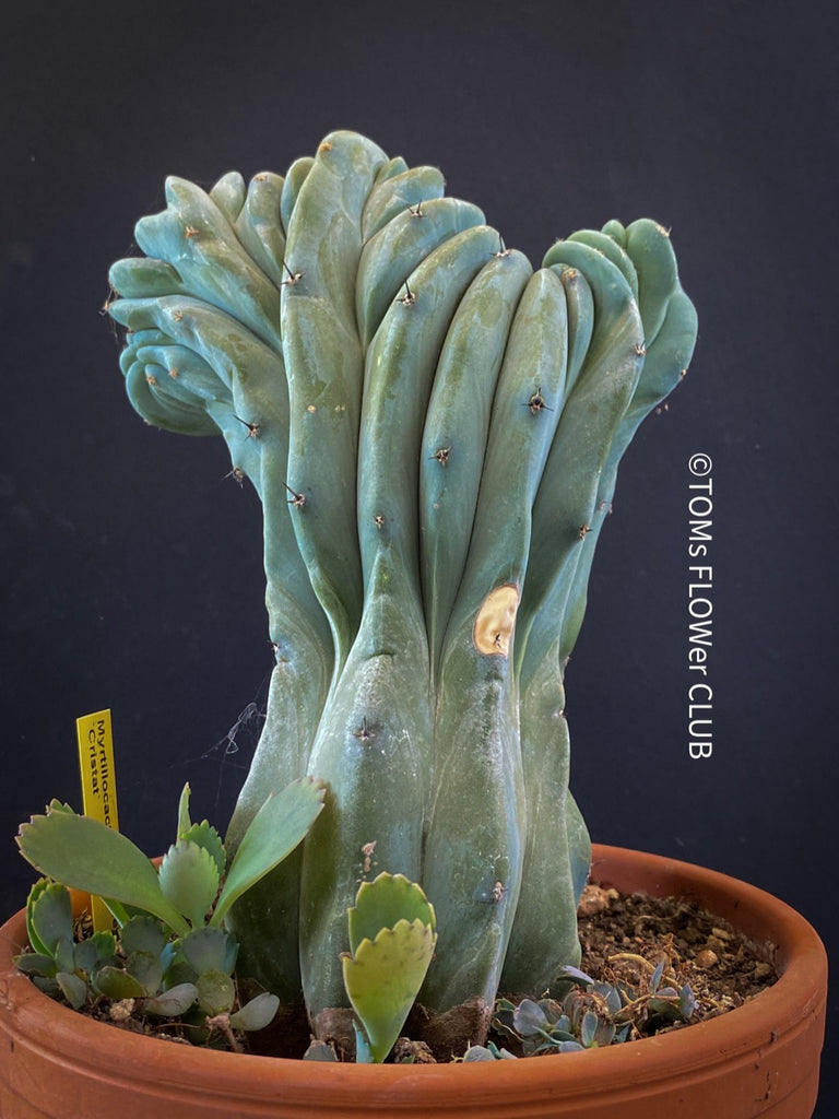 Pianta Succulenta &ndash; Myrtillocactus Geometrizans (Cactus Mirtillo) &ndash; Vaso 12-15 Cm
