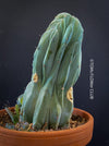 Myrtillocactus Geometrizans Cristata Blue, organically grown succulent plants for sale at TOMs FLOWer CLUB Myrtillocactus Geometrizans Cristata Crested Blue Myrtle Cactus Rare cactus varieties Succulent plants Ornamental cactus Cactus for indoor gardening Unusual cactus shapes How to care for Myrtillocactus Geometrizans Cristata Growing cacti Desert plants.