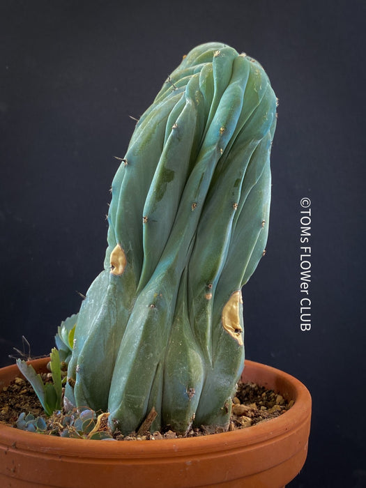 Myrtillocactus Geometrizans Cristata Blue, organically grown succulent plants for sale at TOMs FLOWer CLUB Myrtillocactus Geometrizans Cristata Crested Blue Myrtle Cactus Rare cactus varieties Succulent plants Ornamental cactus Cactus for indoor gardening Unusual cactus shapes How to care for Myrtillocactus Geometrizans Cristata Growing cacti Desert plants.