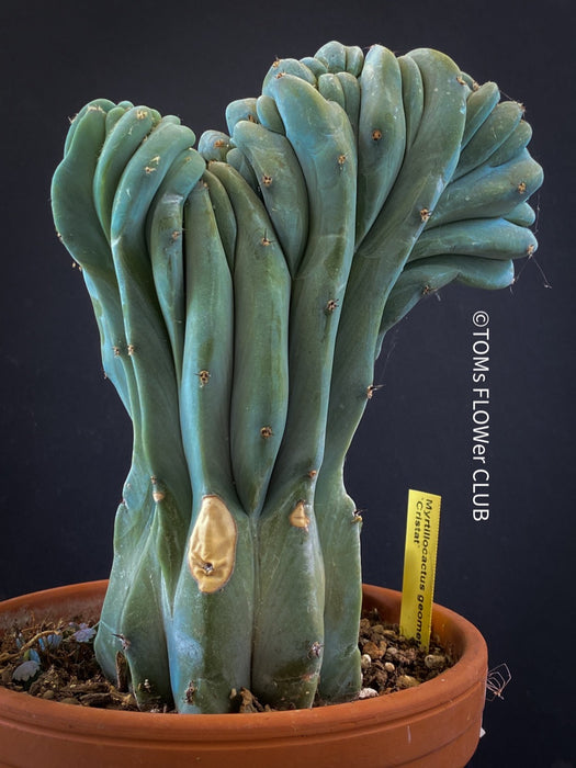 Myrtillocactus Geometrizans Cristata Blue, organically grown succulent plants for sale at TOMs FLOWer CLUB Myrtillocactus Geometrizans Cristata Crested Blue Myrtle Cactus Rare cactus varieties Succulent plants Ornamental cactus Cactus for indoor gardening Unusual cactus shapes How to care for Myrtillocactus Geometrizans Cristata Growing cacti Desert plants.