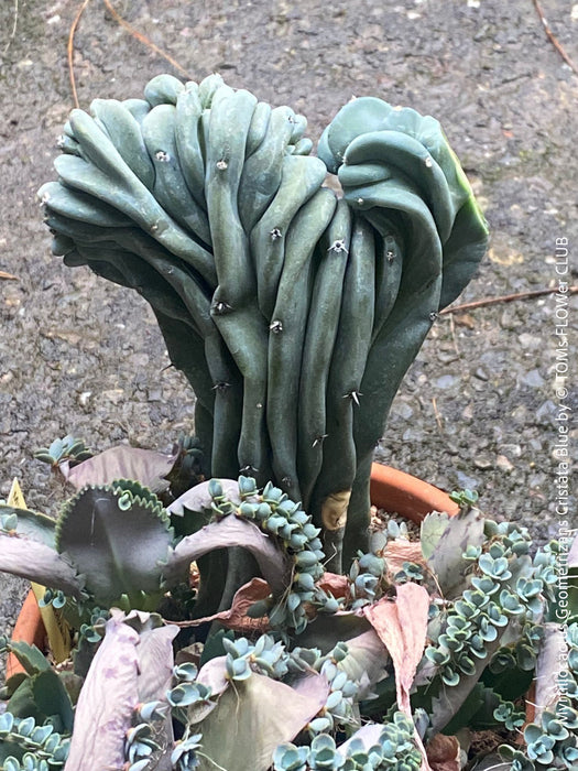 Myrtillocactus Geometrizans Cristata Blue, organically grown succulent plants for sale at TOMs FLOWer CLUB Myrtillocactus Geometrizans Cristata Crested Blue Myrtle Cactus Rare cactus varieties Succulent plants Ornamental cactus Cactus for indoor gardening Unusual cactus shapes How to care for Myrtillocactus Geometrizans Cristata Growing cacti Desert plants.