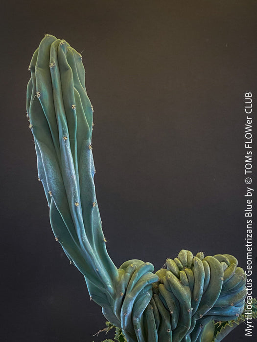 Myrtillocactus Geometrizans Blue, cutting, organically grown succulent plants for sale at TOMs FLOWer CLUB. 