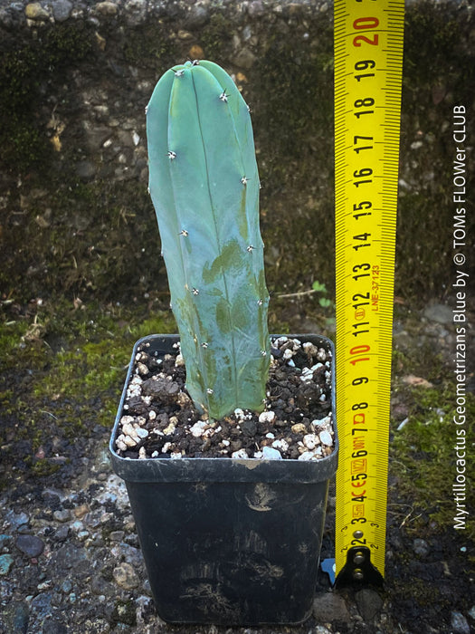 Myrtillocactus Geometrizans Blue, cutting, organically grown succulent plants for sale at TOMs FLOWer CLUB. 