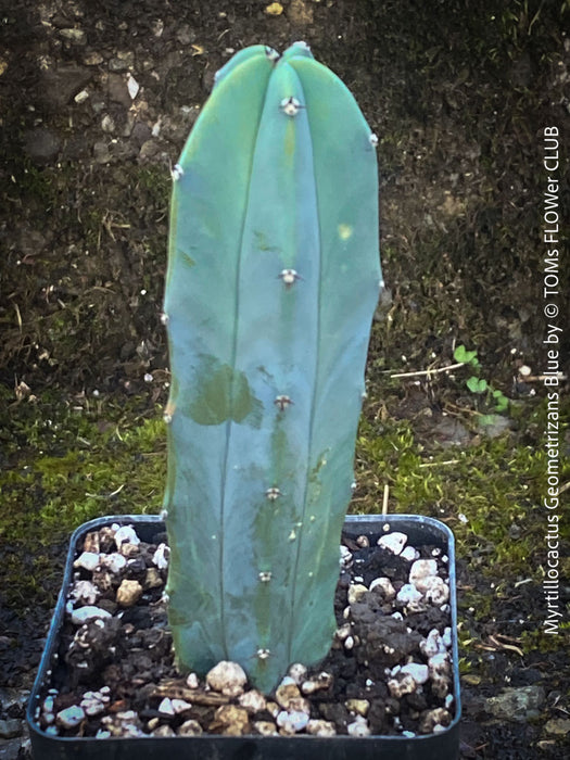 Myrtillocactus Geometrizans Blue, cutting, organically grown succulent plants for sale at TOMs FLOWer CLUB. 