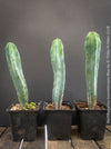 Myrtillocactus Geometrizans Blue, cutting, organically grown succulent plants for sale at TOMs FLOWer CLUB. 