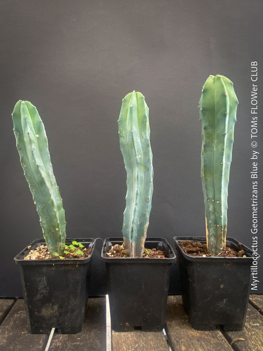 Myrtillocactus Geometrizans Blue, cutting, organically grown succulent plants for sale at TOMs FLOWer CLUB. 