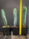 Myrtillocactus Geometrizans Blue, cutting, organically grown succulent plants for sale at TOMs FLOWer CLUB. 