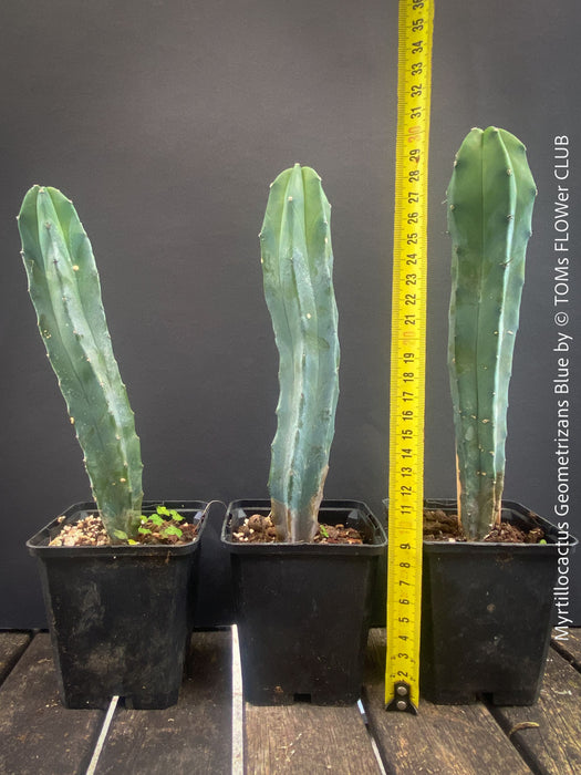 Myrtillocactus Geometrizans Blue, cutting, organically grown succulent plants for sale at TOMs FLOWer CLUB. 