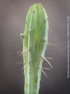 Myrtillocactus Geometrizans Blue, cutting, organically grown succulent plants for sale at TOMs FLOWer CLUB. 