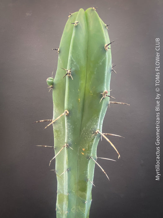 Myrtillocactus Geometrizans Blue, cutting, organically grown succulent plants for sale at TOMs FLOWer CLUB. 
