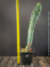 Myrtillocactus Geometrizans Blue, cutting, organically grown succulent plants for sale at TOMs FLOWer CLUB. 