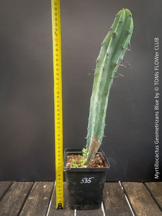 Myrtillocactus Geometrizans Blue, cutting, organically grown succulent plants for sale at TOMs FLOWer CLUB. 