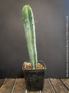 Myrtillocactus Geometrizans Blue, cutting, organically grown succulent plants for sale at TOMs FLOWer CLUB. 