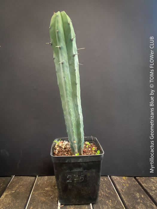 Myrtillocactus Geometrizans Blue, cutting, organically grown succulent plants for sale at TOMs FLOWer CLUB. 