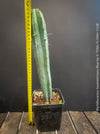 Myrtillocactus Geometrizans Blue, cutting, organically grown succulent plants for sale at TOMs FLOWer CLUB. 