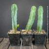 Myrtillocactus Geometrizans Blue, cutting, organically grown succulent plants for sale at TOMs FLOWer CLUB. 