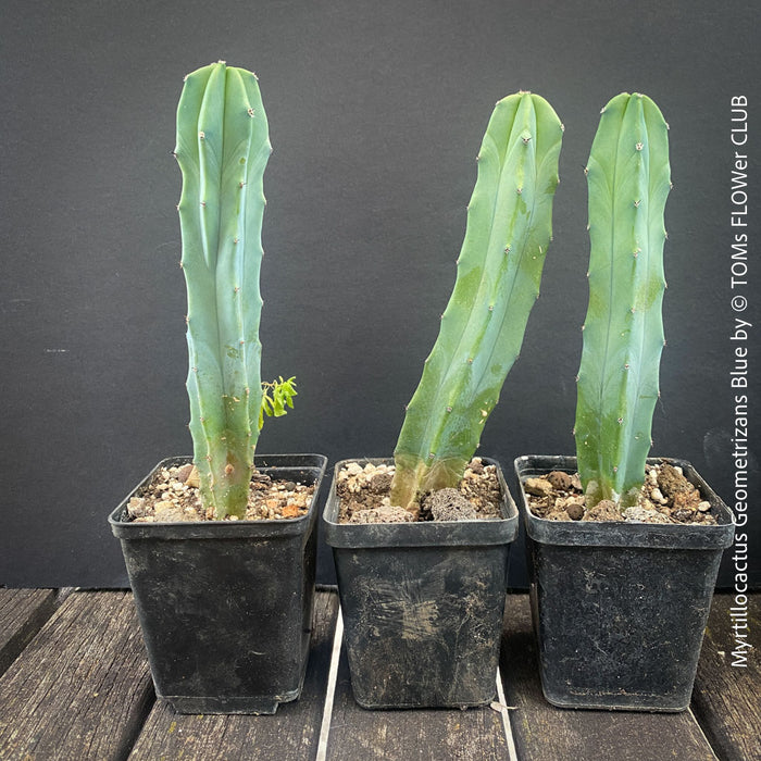 Myrtillocactus Geometrizans Blue, cutting, organically grown succulent plants for sale at TOMs FLOWer CLUB. 
