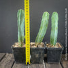 Myrtillocactus Geometrizans Blue, cutting, organically grown succulent plants for sale at TOMs FLOWer CLUB. 