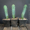 Myrtillocactus Geometrizans Blue, cutting, organically grown succulent plants for sale at TOMs FLOWer CLUB. 