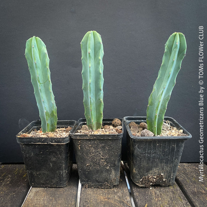 Myrtillocactus Geometrizans Blue, cutting, organically grown succulent plants for sale at TOMs FLOWer CLUB. 