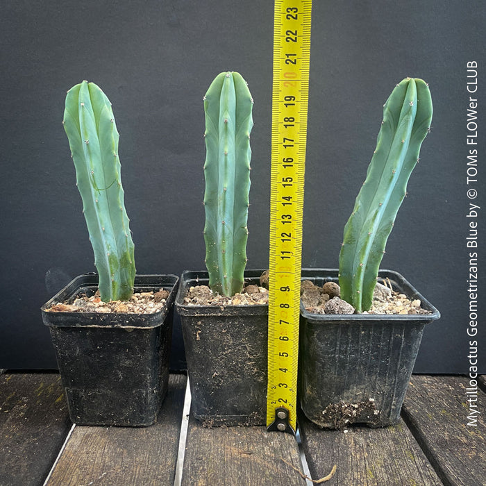 Myrtillocactus Geometrizans Blue, cutting, organically grown succulent plants for sale at TOMs FLOWer CLUB. 