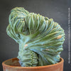 Myrtillocactus Geometrizans Cristata Blue, organically grown succulent plants for sale at TOMs FLOWer CLUB.
