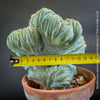 Myrtillocactus Geometrizans Cristata Blue, organically grown succulent plants for sale at TOMs FLOWer CLUB.