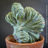 Myrtillocactus Geometrizans Cristata Blue, organically grown succulent plants for sale at TOMs FLOWer CLUB.