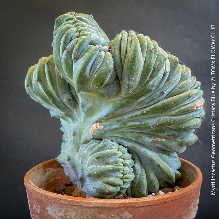 Myrtillocactus Geometrizans Cristata Blue, organically grown succulent plants for sale at TOMs FLOWer CLUB.