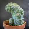 Myrtillocactus Geometrizans Cristata Blue, organically grown succulent plants for sale at TOMs FLOWer CLUB.